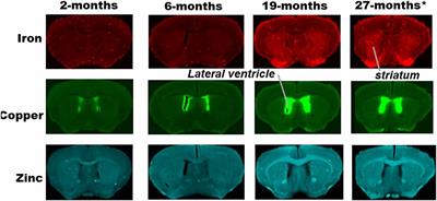 Regional Distributions of Iron, Copper and Zinc and Their Relationships With Glia in a Normal Aging Mouse Model